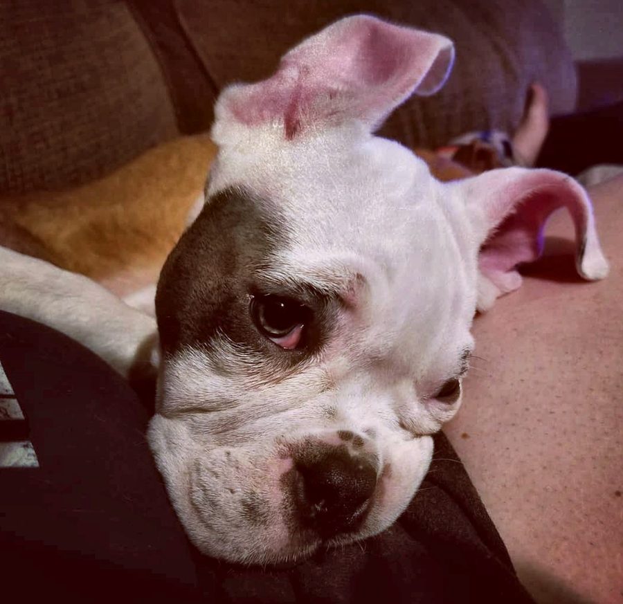 A close-up of Rosalie's face, resting contentedly