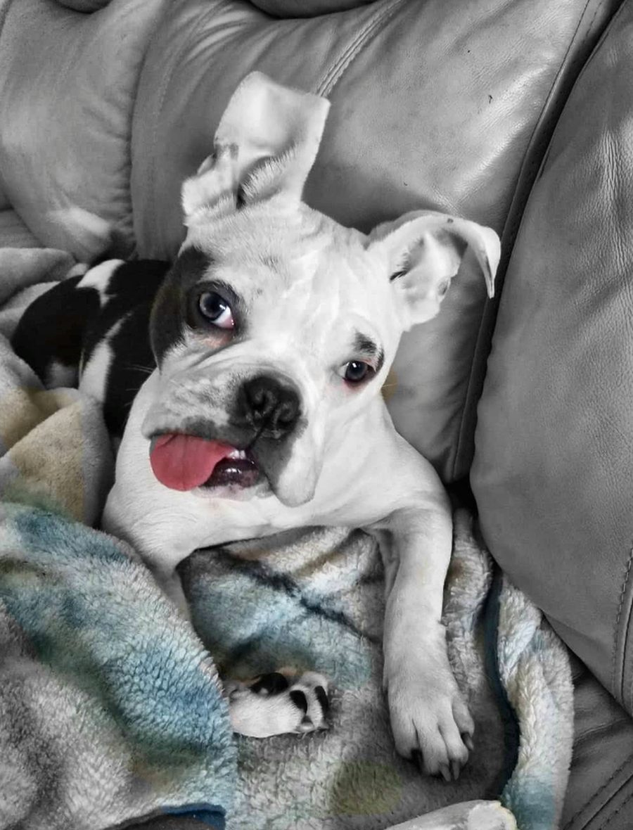 A black-and-white portrait of Rosalie resting on the couch, head tilted, tongue out
