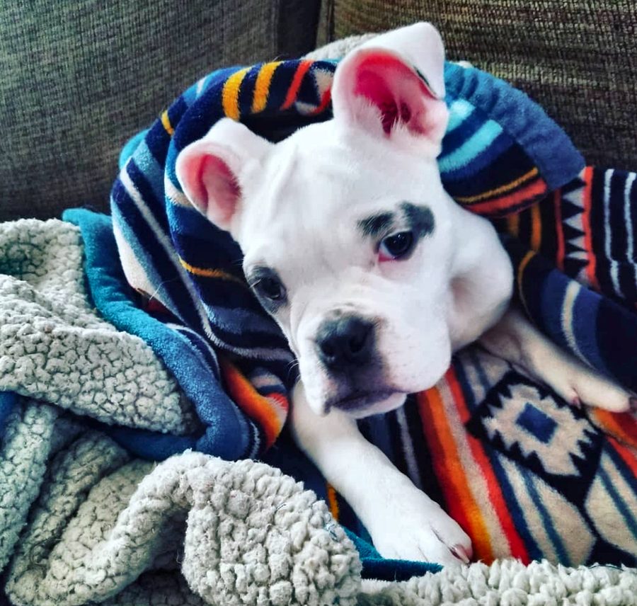 Rosalie snuggled deep in a pile of cozy blankets
