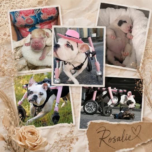A keepsake collage of Rosalie — as a newborn, napping at home, and out in her pink wheelchair — with her name written in script